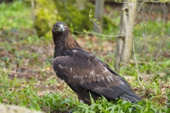 Steinadler im Wisentgehege Springe