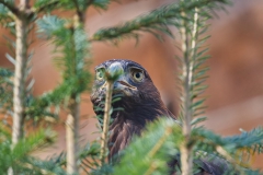 Steinadler im Wisentgehege Springe