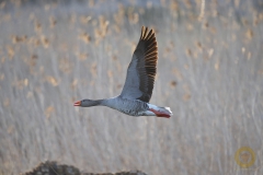 Graugans am Stapelteich