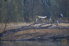 Silberreiher und Kormoran Rohrweihe
