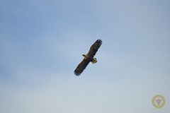 Seeadler am Stausee Liebenwalde
