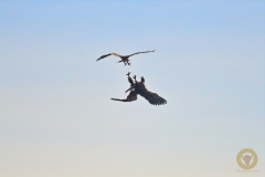 Fisch- und Seeadler im Kampf am Stausee Liebenwalde