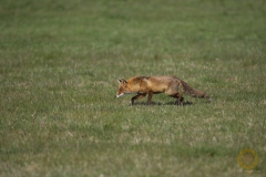 Fuchs am Stausee Liebenwalde
