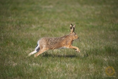 Hase am Stausee Liebenwalde