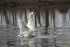 Höckerschwan