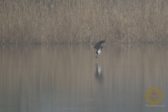 Fischadler auf Jagd