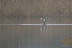 Fischadler auf Jagd