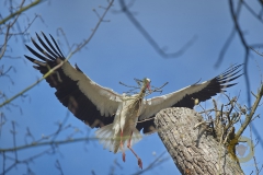 wilde Störche im Wisentgehege Springe