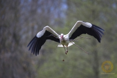 wilde Störche im Wisentgehege Springe