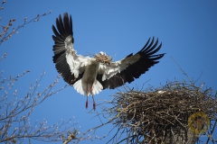 wilde Störche im Wisentgehege Springe