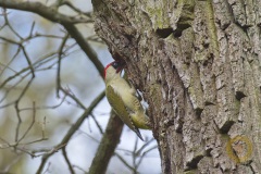 NLE4440_NoNoiseAI