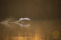 Höckerschwan