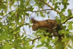 Eichhörnchen