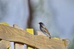 Vogel des Jahres 2025, Hausrotschwanz (Männchen)