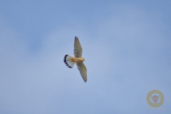 Turmfalke