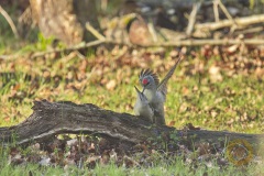 Paarung der Grauspechte, Wisentgehege Springe