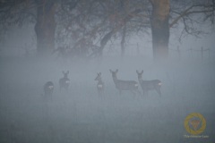 Rehe