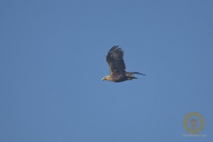 Seeadler