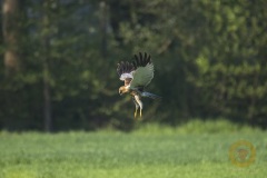 Rohrweihe, männlich