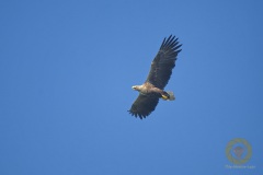 Seeadler