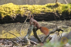Eichhörnchen