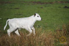 Kalb vom weißen Parkrind, Wildpark Schorfheide