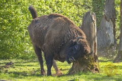 Wisentbulle im Wisentgehege Springe