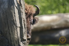 Wisent im Wisentgehege Springe