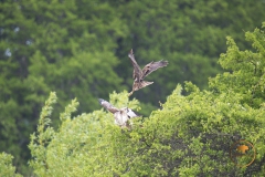 weibliche Rohrweihe attackiert Mäusebussard
