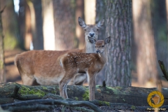 Rotwild im Wildpark Schorfheide