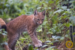 Luchsnachwuchs im Wildpark Schorfheide