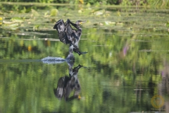 Kormoran