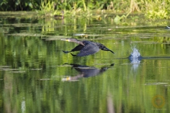 Kormoran