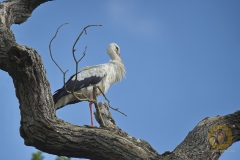 Freilebender Storch im Wisentgehege Springe