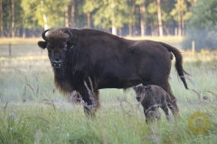 Bällani mit Schorfheike