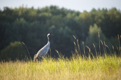 Wildlife:Kranich im Wildpark Schorfheide