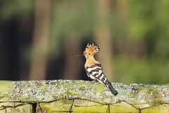 Wildlife: Wiedehopf im Wildpark Schorfheide