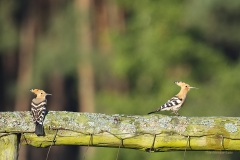 Wildlife: Wiedehopf im Wildpark Schorfheide