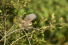 Wildlife: Neuntöter im Wildpark Schorfheide