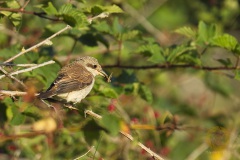 Wildlife: Neuntöter im Wildpark Schorfheide
