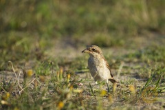 Wildlife: Neuntöter im Wildpark Schorfheide