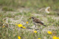 Wildlife: Neuntöter im Wildpark Schorfheide