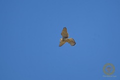 Rüttelnder Turmfalke, weiblich