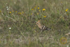 Wildlife: Wiedehopf im Wildpark Schorfheide