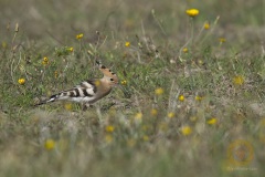 Wildlife: Wiedehopf im Wildpark Schorfheide