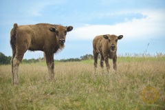 Wisente im Wildpark Schorfheide