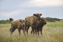 Wisente im Wildpark Schorfheide