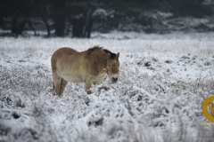 Przewalskipferd im Wildpark Schorfheide