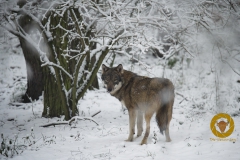 Wolf m Wildpark Schorfheide