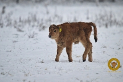 Heckrindkalb m Wildpark Schorfheide